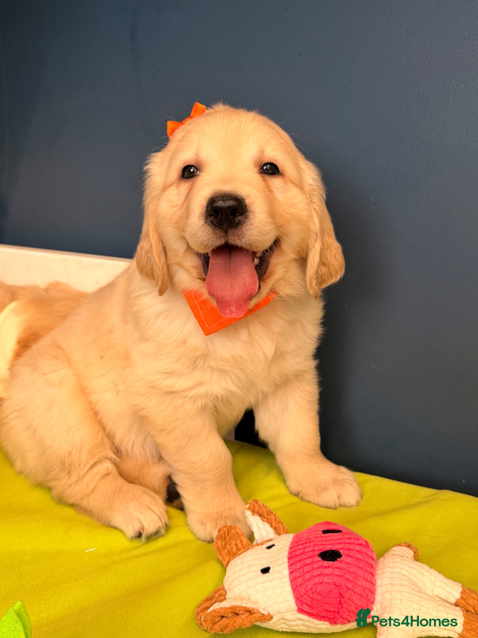 Golden Retriever dogs for sale: 🐶 Gorgeous Chunky type Golden Retriever Puppies🐶 - Advert 10