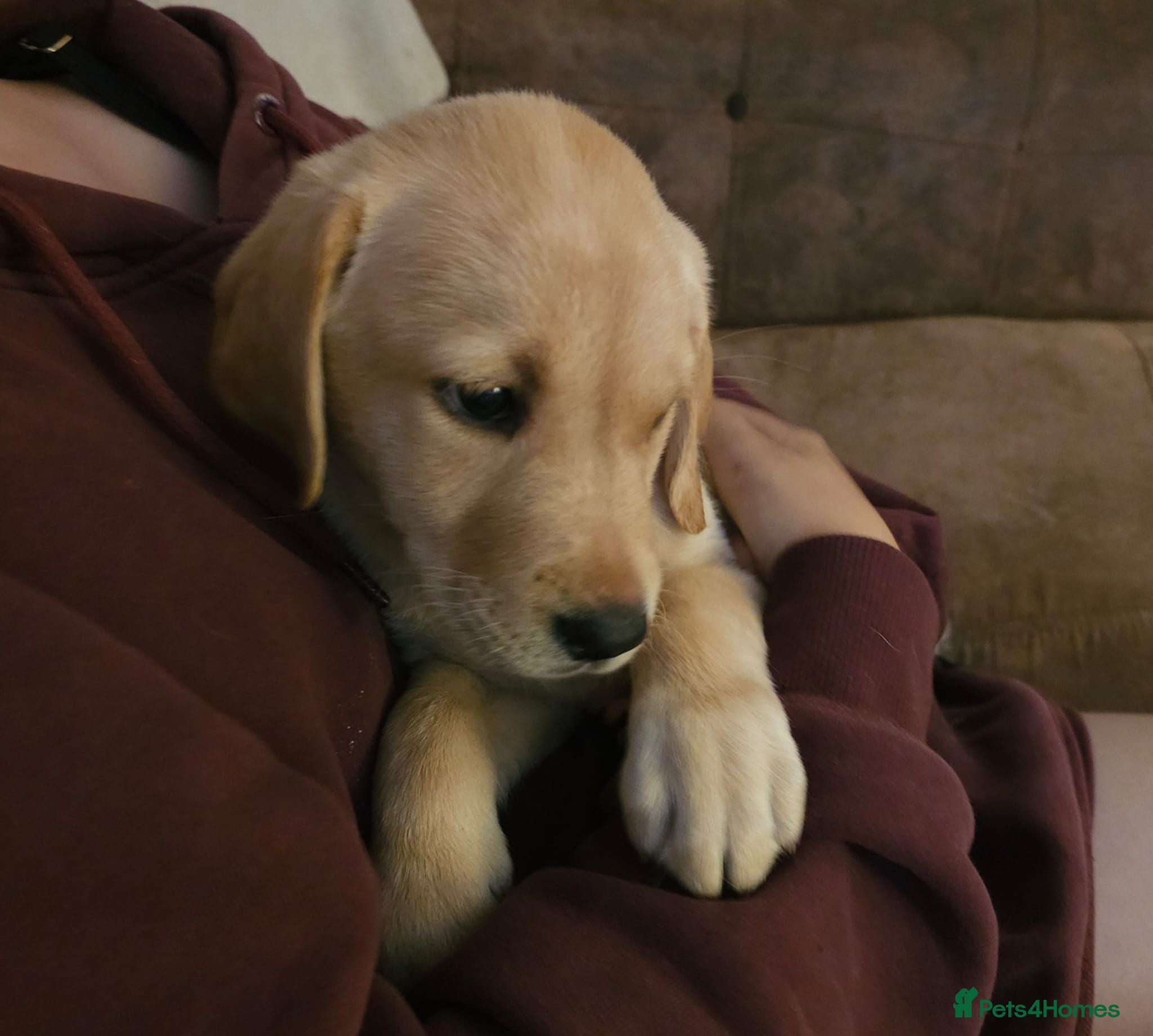 Labrador Retriever dogs 🐾 Labrador Puppies for Sale 🐾 - Advert 2