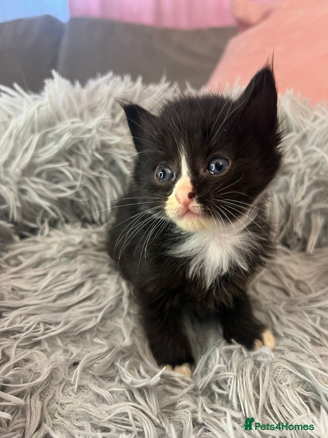 Mixed Breed cats for sale: Fluffy kittens - Image 4