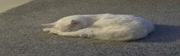 Maine Coon cats for sale: Beautiful White Maine Coon Cat in Glasgow - Advert 9