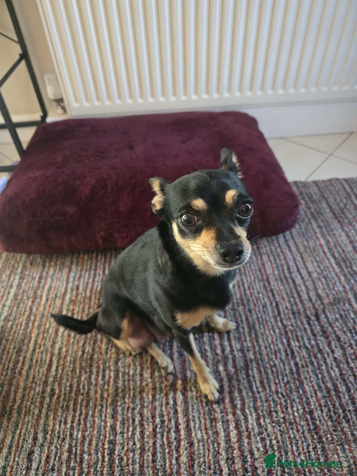 Chihuahua dogs 3 males and 2 females for sale  - Advert 7