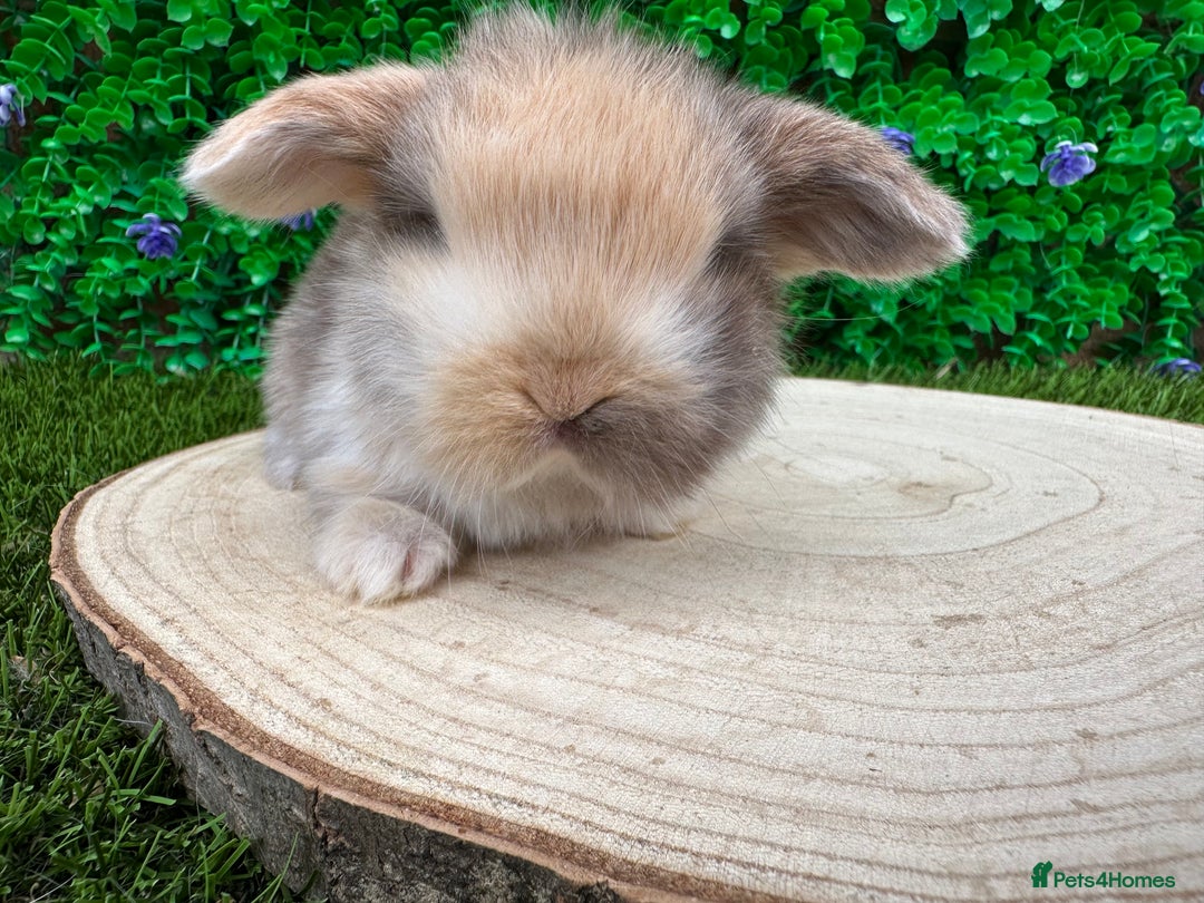 Mini Lop rabbits for sale: Stunning mini lops - Image 13