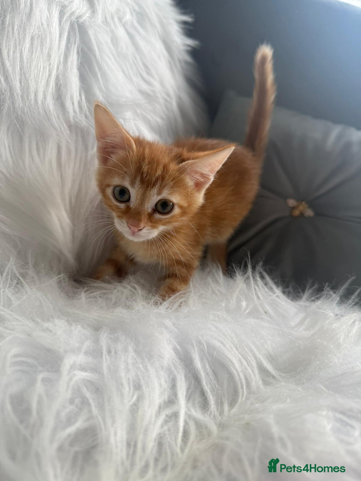 Mixed Breed cats for sale: Bengal x - Advert 4