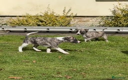 Whippet dogs for sale: SUPER KC Whippet puppies Show bred - Image 29