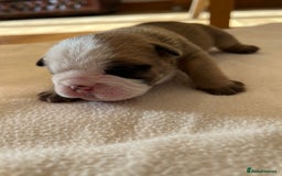 English Bulldog dogs for sale: English bulldogs - Advert 11