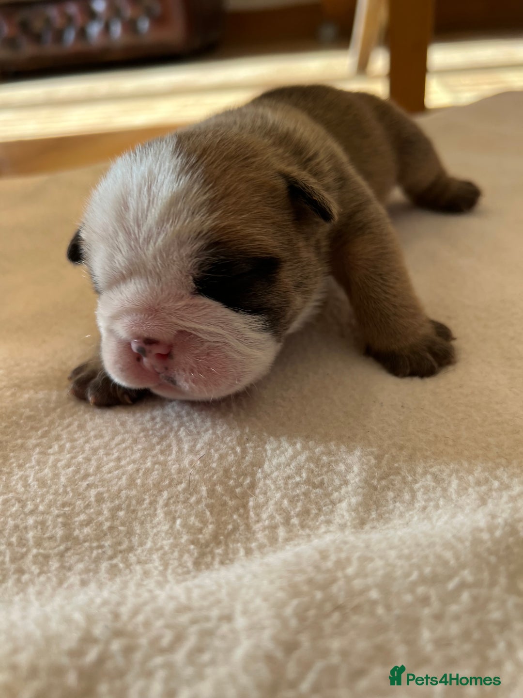 English Bulldog dogs for sale: English bulldogs - Advert 11