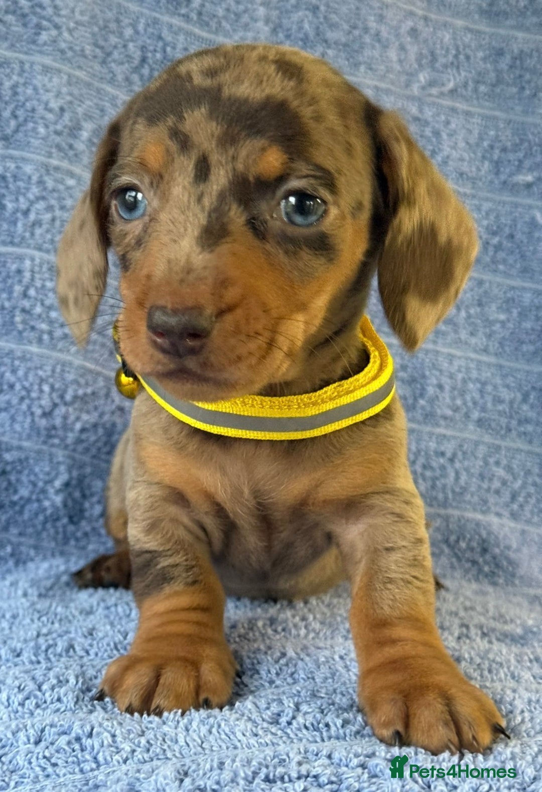 Miniature Dachshund dogs for sale: KC Reg Miniature Dachshund Puppies  - Advert 14