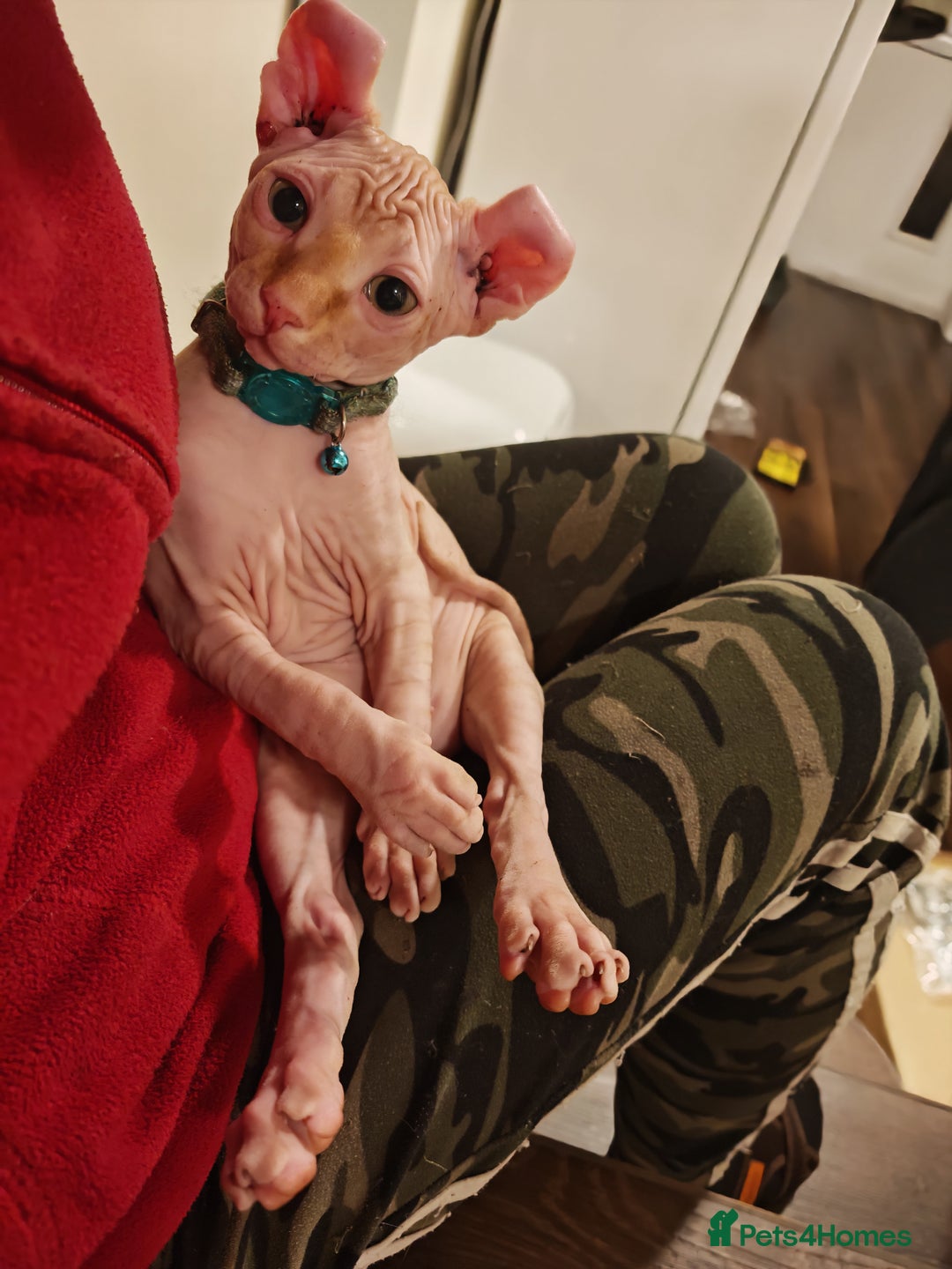 Sphynx cats for sale: 2 Ginger Unique Elf Boys left! READY NOW - Advert 7