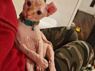 Sphynx cats Unique Elf, Sphynx & Dwelf Babies - Advert 3