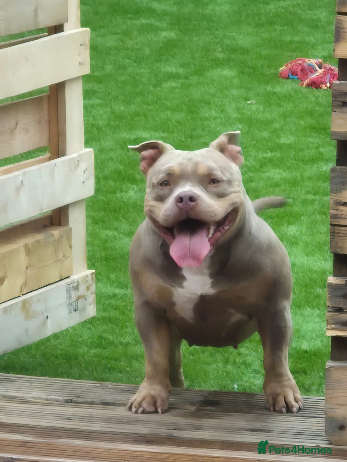 American Bully dogs ABKC POCKET BULLY LILAC TRI 2PAC DAUGHTER 🤠 LINES - Advert 2
