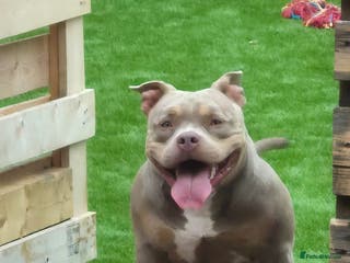 American Bully dogs ABKC POCKET BULLY LILAC TRI 2PAC DAUGHTER 🤠 LINES - Advert 9