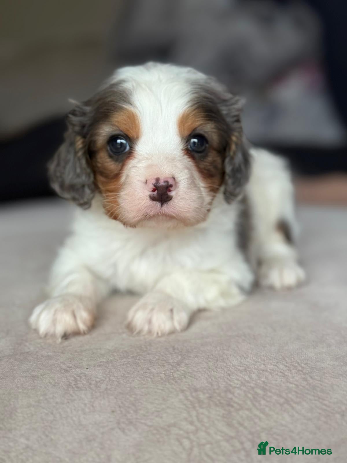 Cavapoo dogs Stunning quality Cavapoos ready December  - Advert 4