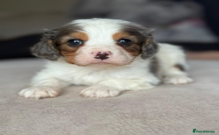 Cavapoo dogs Stunning quality Cavapoos ready December  - Advert 6