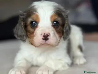 Cavapoo dogs Stunning quality Cavapoos ready December - Advert 1