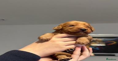 Cocker Spaniel dogs - Advert 2