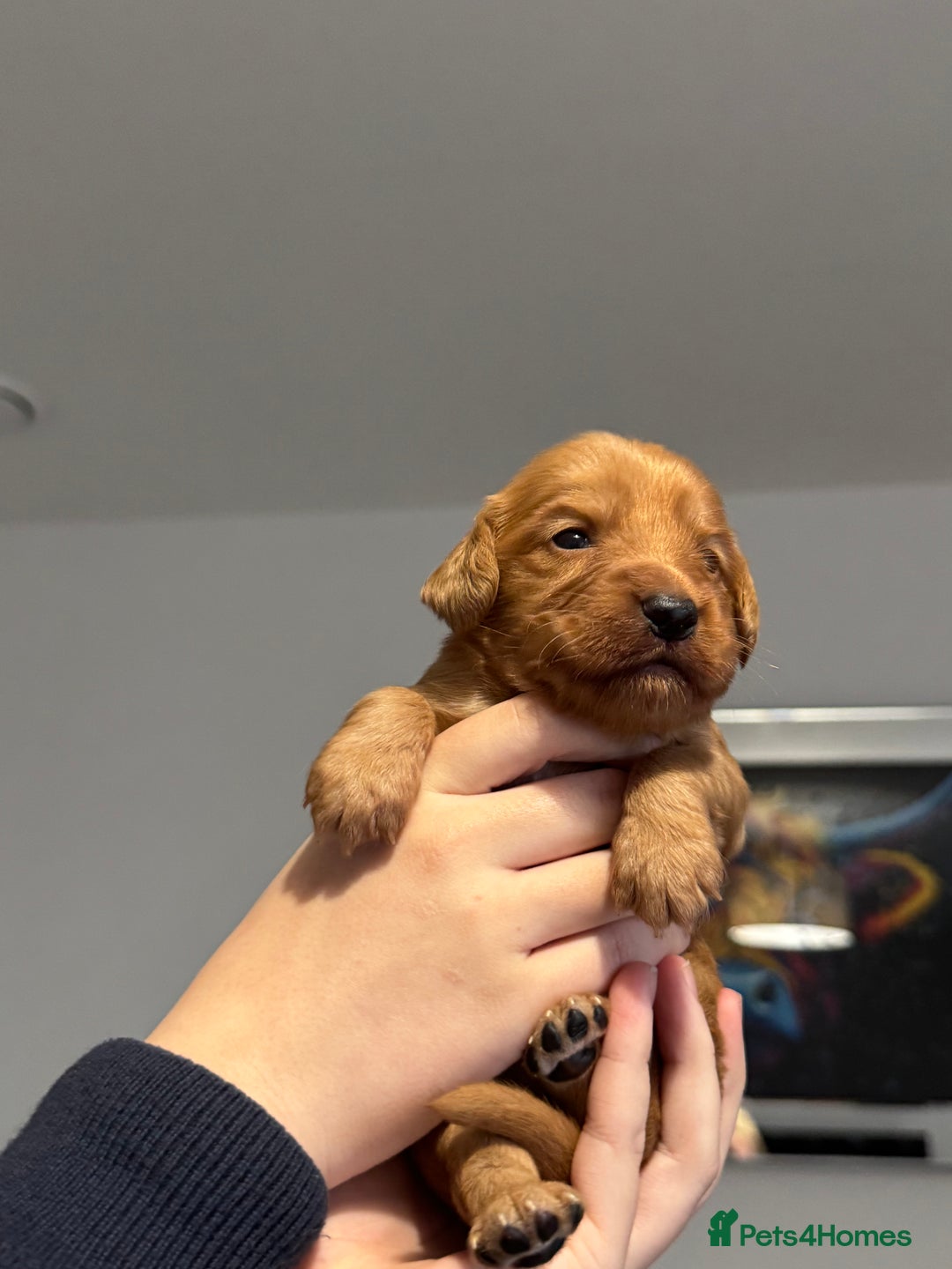 Cocker Spaniel dogs for sale: Red Cocker Spaniel Puppies - Image 2