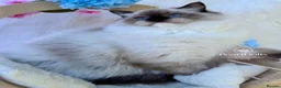 Ragdoll cats for sale: ⭐️AWARD WINNING GCCF CATTERY RAGDOLL KITTENS⭐️ - Advert 22