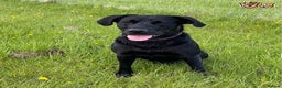 Labrador Retriever dogs for stud: Fully Health Tested Stunning Black Labrador Stud in Tewkesbury - Advert 9