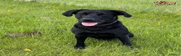 Labrador Retriever dogs for stud: Fully Health Tested Stunning Black Labrador Stud in Tewkesbury - Advert 9