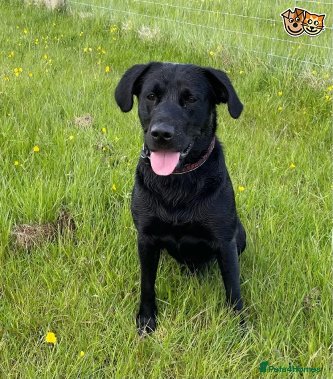 Labrador Retriever dogs for stud: Fully Health Tested Stunning Black Labrador Stud in Tewkesbury - Advert 9