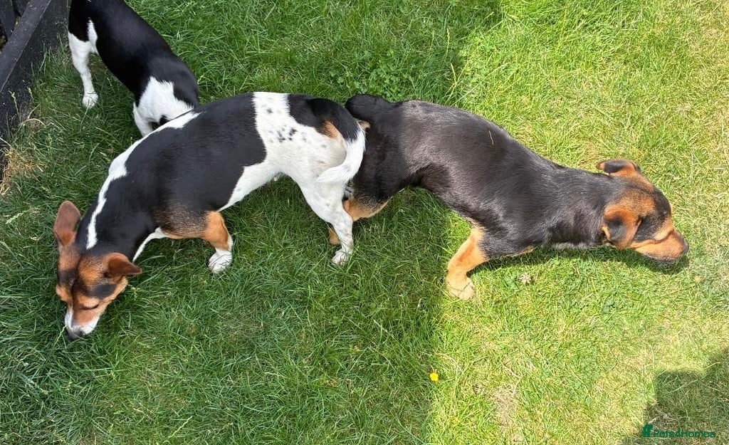 Patterjack dogs Beautiful little Jack puppies - Advert 2