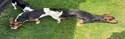 Patterjack dogs for sale: Beautiful little Jack puppies in Chatham - Advert 2