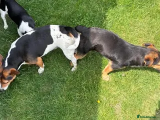 Patterjack dogs Beautiful little Jack puppies - Advert 2