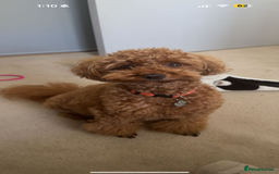 Toy Poodle dogs for sale: Phantom, black and tan and cream toy poodles  - Image 13