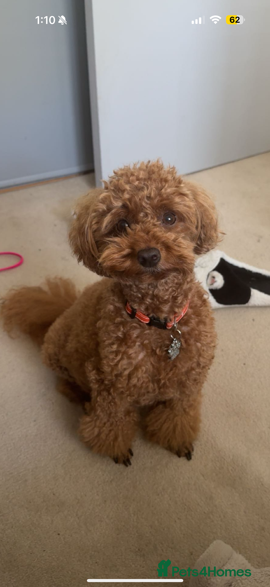 Toy Poodle dogs for sale: Phantom, black and tan and cream toy poodles  - Image 13