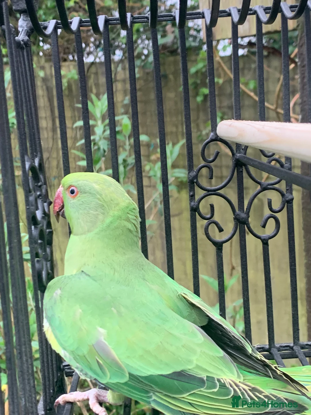 Ringnecks birds for sale: Unsexed young ringneck  - Advert 3