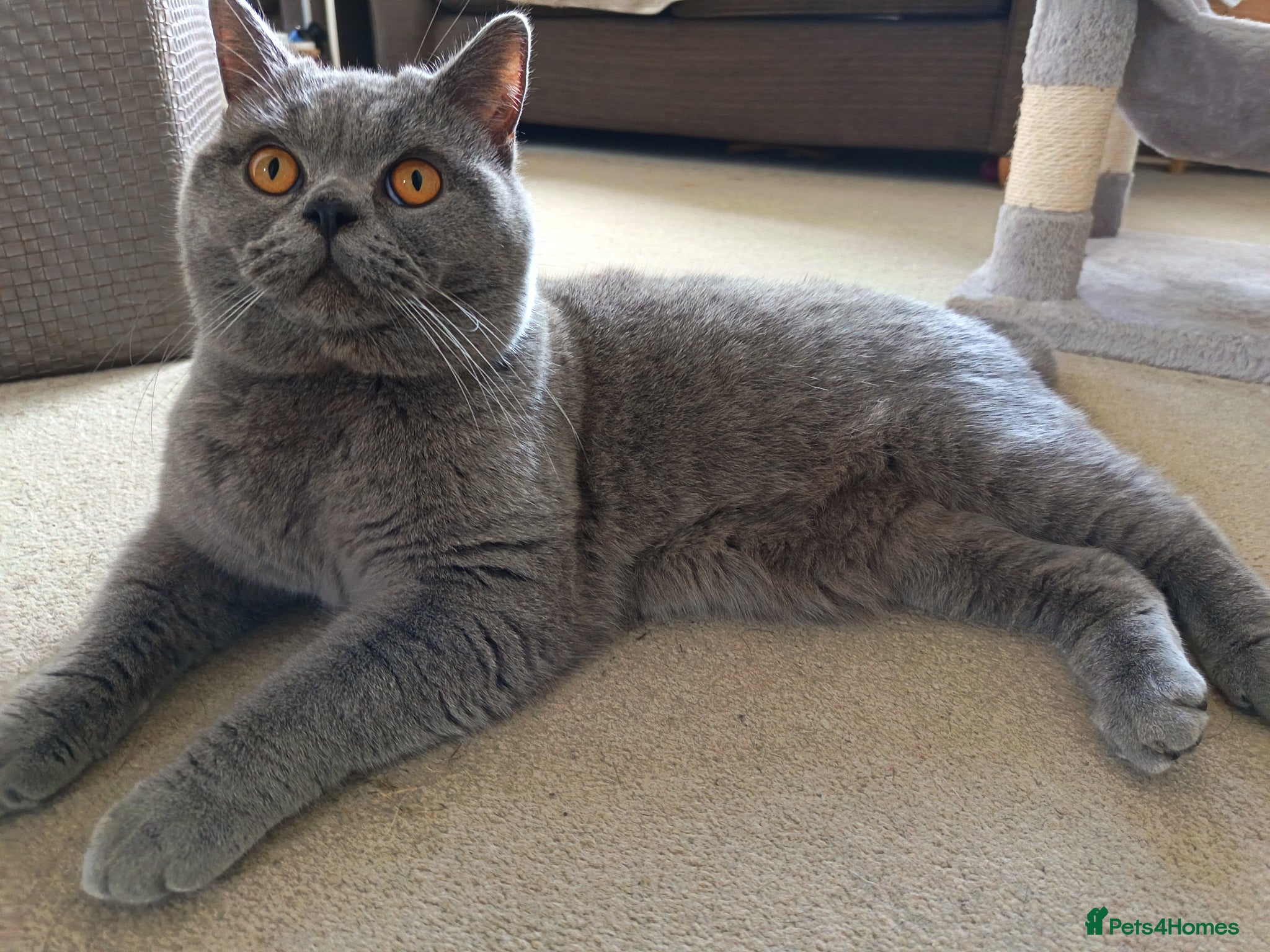 British Shorthair cats Blue British Shorthair stud, GCCF active - Advert 2