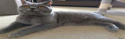 British Shorthair cats for stud: Blue British Shorthair stud, GCCF active - Advert 2