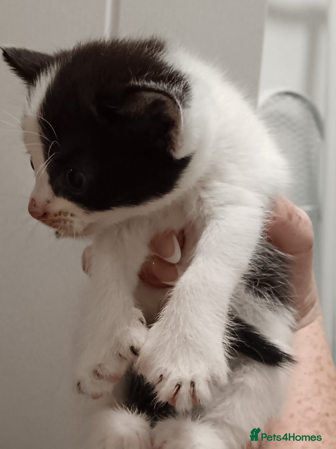 Mixed Breed cats for sale: 5 kittens  - Image 7