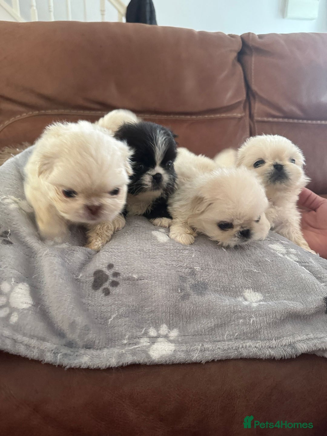 Pekingese dogs for sale: Pekingese puppy (3 girls and 3 boys left) - Image 13
