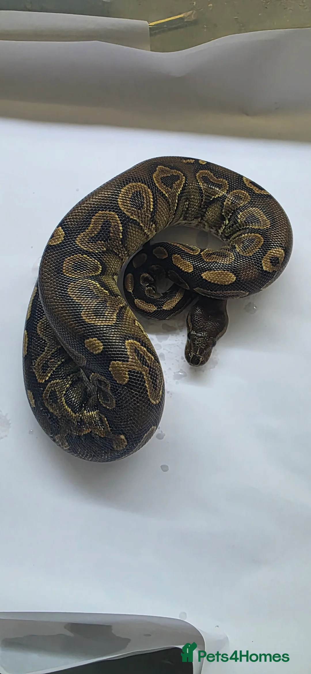 Python Snake reptiles for sale: Various ball pythons  - Advert 5