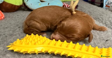 Cavapoo dogs - Advert 2