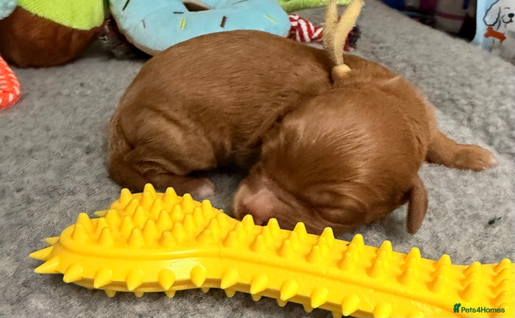 Cavapoo dogs - Advert 6