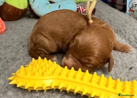 Cavapoo dogs - Advert 8