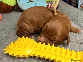 Cavapoo dogs - Advert 10