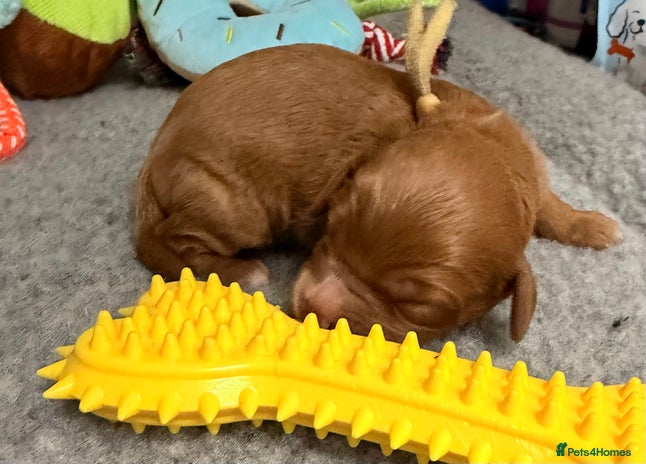 Cavapoo dogs - Advert 6