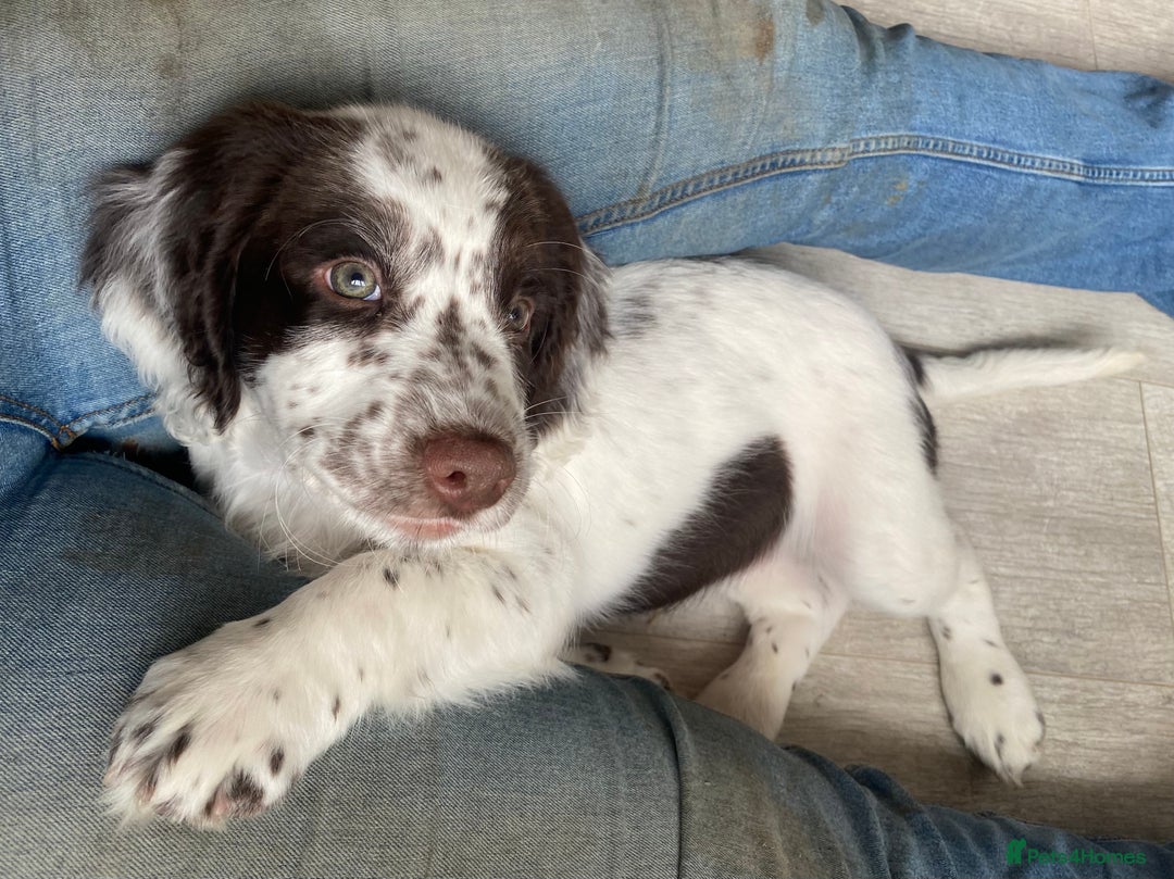 Cocker Spaniel dogs for sale: Last boy left!! - Image 3