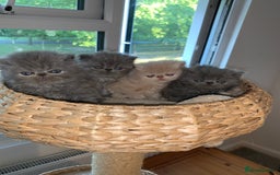 Persian cats for sale: *5 Generations Pedigree Persian Kittens - Image 2