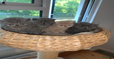 Persian cats - Advert 2