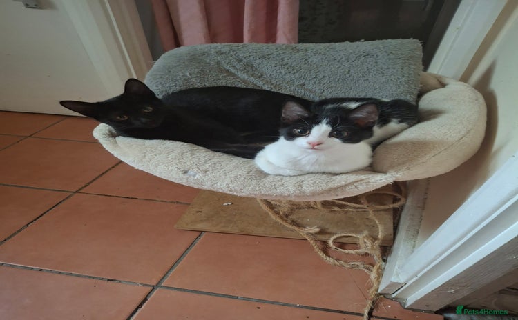 Mixed Breed cats  Betty & Winter Looking for Their Forever Home  - Advert 7
