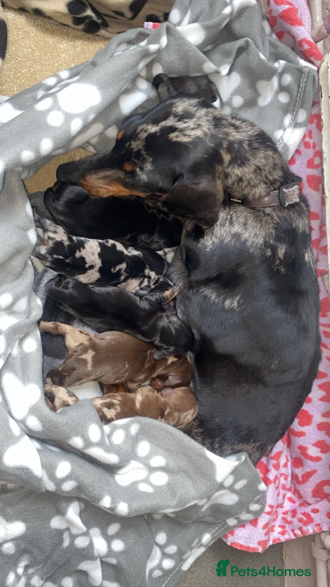 Miniature Dachshund dogs for sale: 🐾Rainbow Litter of Miniature Daschaunds🐾 in Orpington - Advert 2