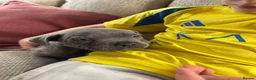 Staffordshire Bull Terrier dogs for sale: Blue Staffordshire bull terrier puppies kc  - Advert 4