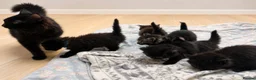 Mixed Breed cats for sale: 5 fluffy kittens looking for their forever homes  - Advert 1
