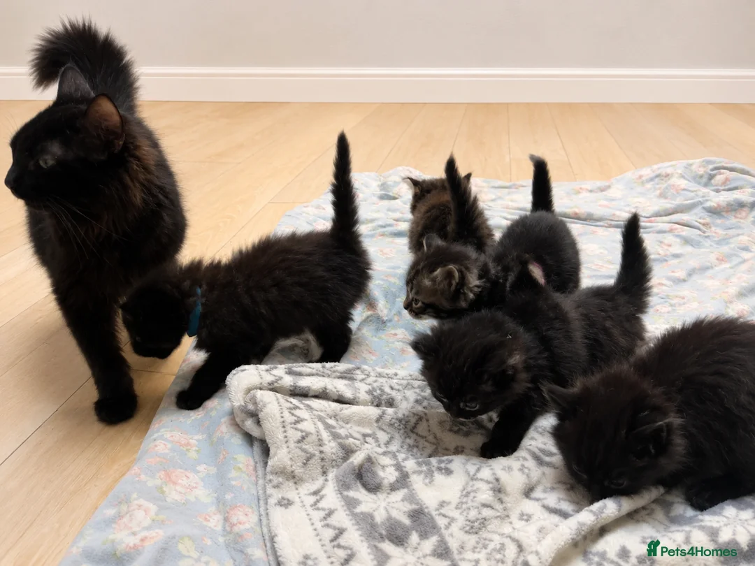 Mixed Breed cats for sale: 5 fluffy kittens looking for their forever homes  - Advert 1