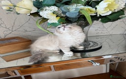 Ragdoll cats for sale: Stunning Registered Ragdoll kittens  - Image 4