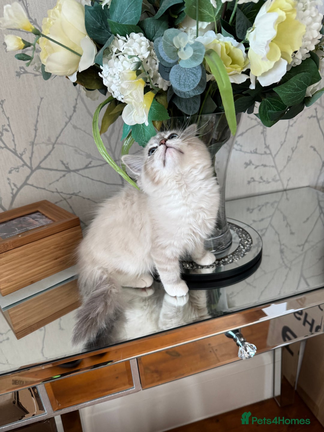 Ragdoll cats for sale: Stunning Registered Ragdoll kittens  - Image 4